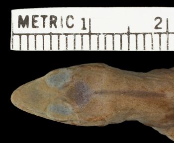 Media type: image;   Herpetology R-11285 Aspect: head dorsal